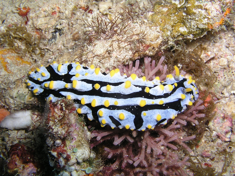 Variable Warzenschnecke.JPG